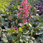 Bio Purpurglöckchen verschiedene Farben (Heuchera americana) - Topfpflanze