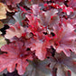 Bio Purpurglöckchen verschiedene Farben (Heuchera americana) - Topfpflanze