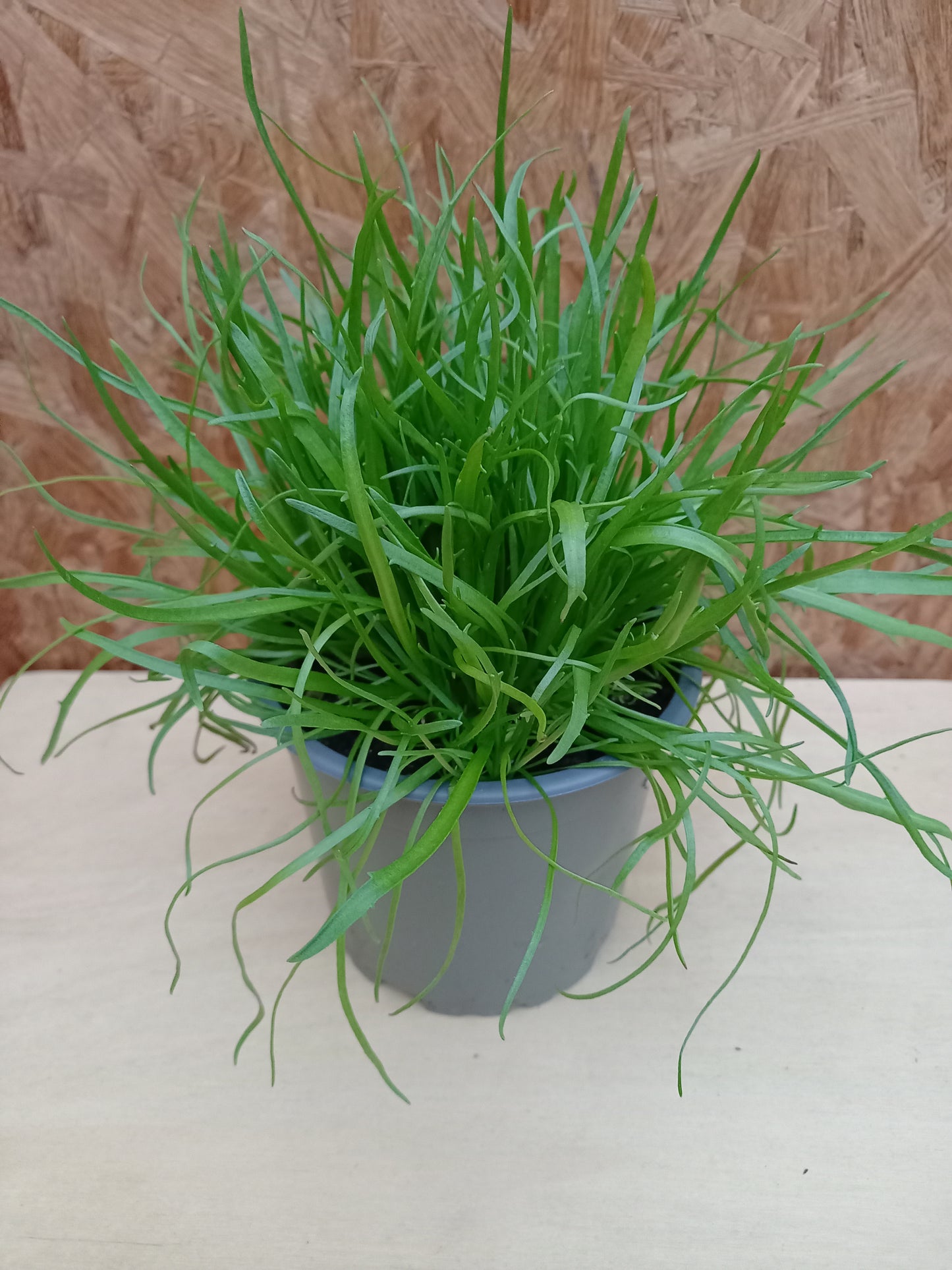 Bio Hirschhornwegerich (Plantago coronopus) - Topfpflanze