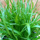 Bio Hirschhornwegerich (Plantago coronopus) - Topfpflanze