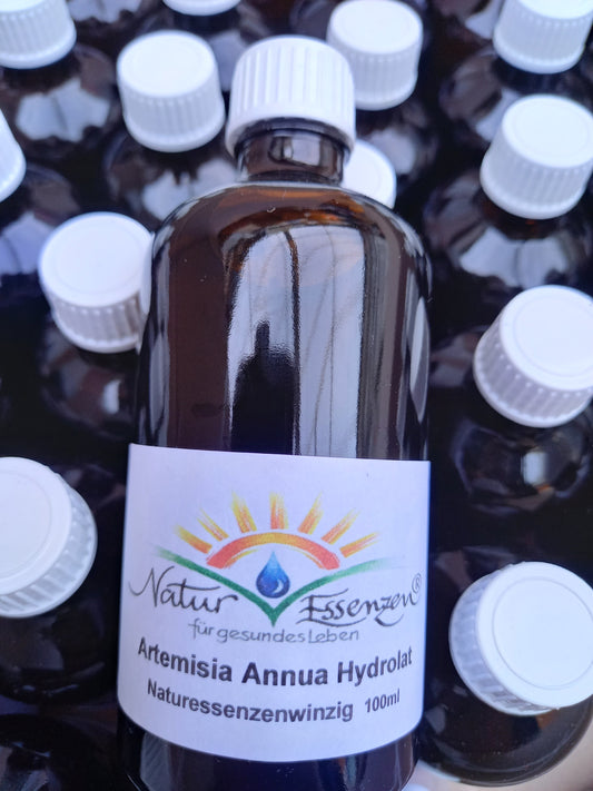 Artemisia annua Hydrolat - 100 ml