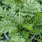 Bio Färberkamille (Anthemis tinctoria) - Topfpflanze