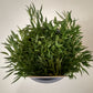 Bio Rundblättrige Glockenblume (Campanula rotundifolia) - Topfpflanze