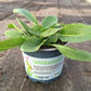 Bio Acker-Witwenblume (Knautia arvensis) - Topfpflanze