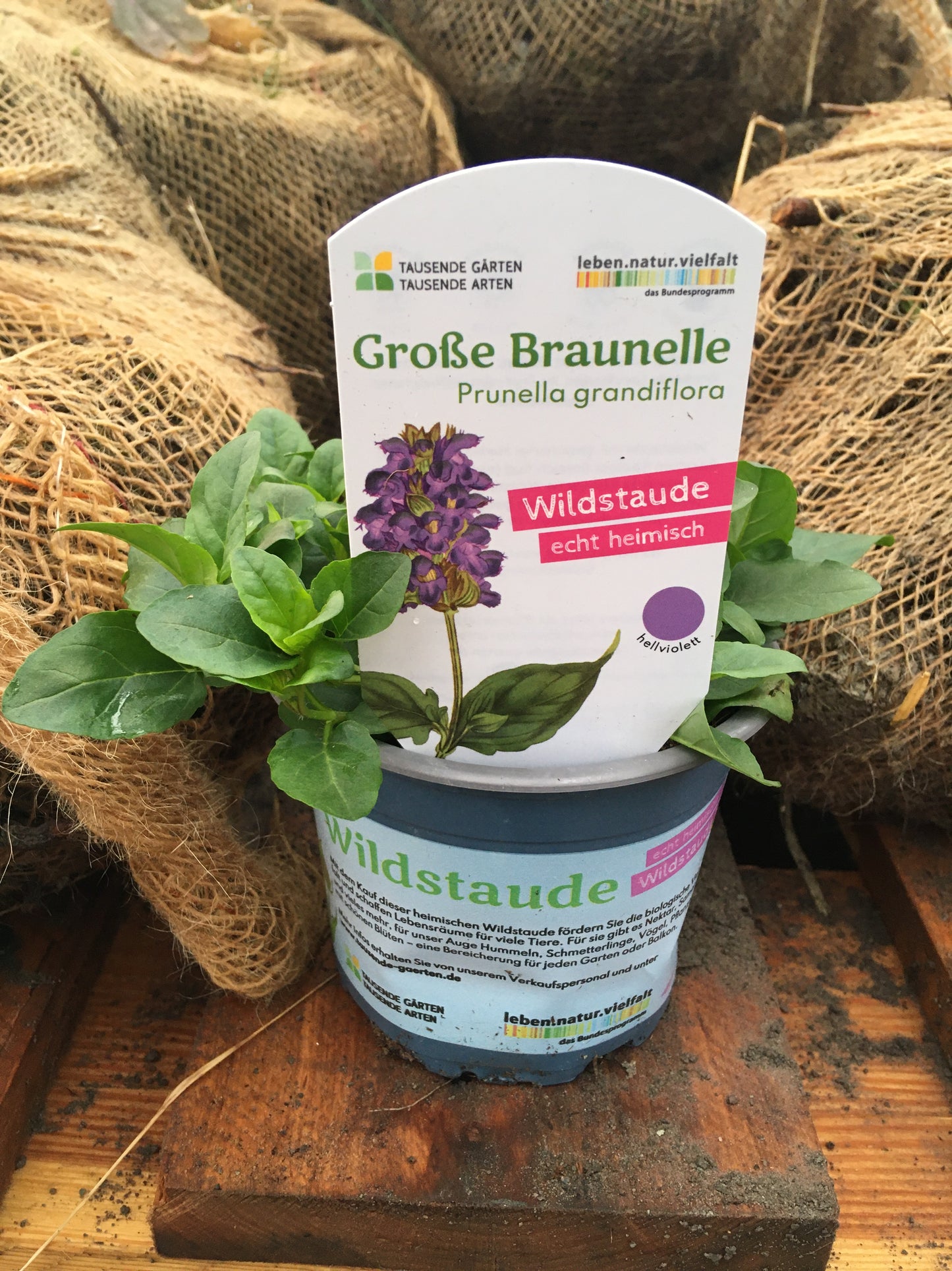 Bio Große Braunelle (Prunella grandiflora) - Topfpflanze