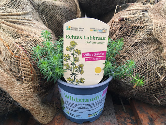Bio Echtes Labkraut (Galium verum) - Topfpflanze