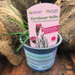 Bio Kartäuser-Nelke (Dianthus carthusianorum) - Topfpflanze