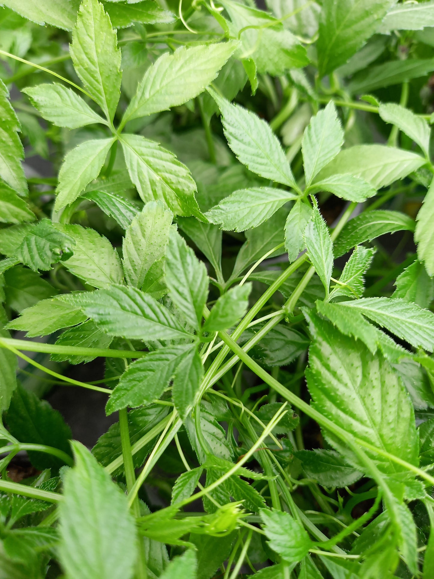 Bio Jiaogulan (Gynostemma pantaphyllum) - Topfpflanze