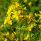 Bio Johanniskraut (Hypericum perforatum) - Topfpflanze