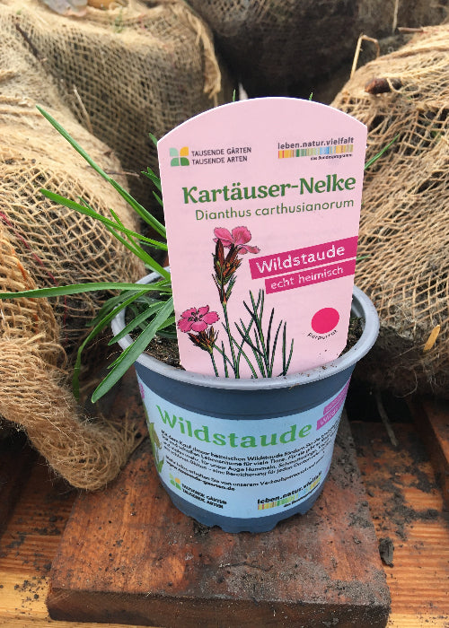 Bio Kartäuser-Nelke (Dianthus carthusianorum) - Topfpflanze