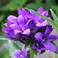 Bio Knäuel-Glockenblume (Campanula glomerata) - Topfpflanze