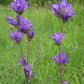 Bio Knäuel-Glockenblume (Campanula glomerata) - Topfpflanze