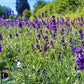 Bio Lavendel "Hidcote Blue" (Lavandula angustifolia) - Topfpflanze