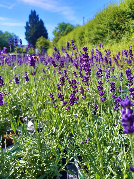 Bio Lavendel "Hidcote Blue" (Lavandula angustifolia) - Topfpflanze