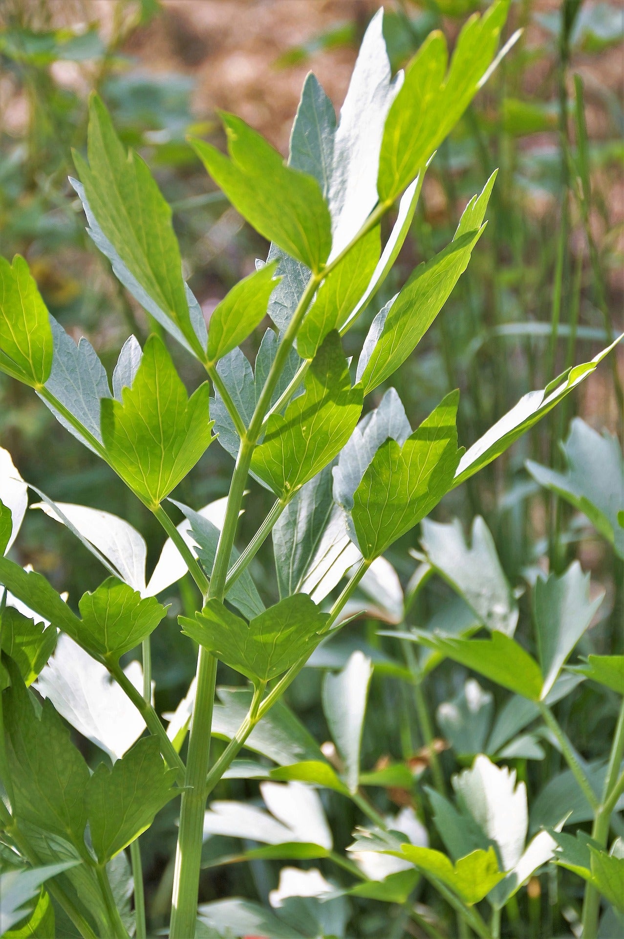 Bio Liebstöckel (Levisticum officinale) - Topfpflanze