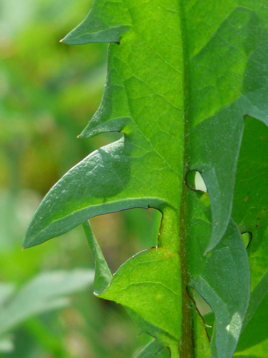 Bio Löwenzahn (Taraxacum officinale) - Topfpflanze