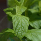 Bio Minze, Pfefferminze (Mentha piperita) - Topfpflanze