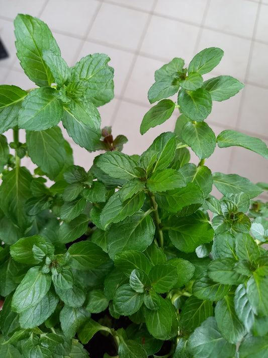 Bio Minze, Hugo-Minze (Mentha piperita) - Topfpflanze