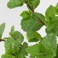 Bio Minze spanisch (Mentha spicata var. hispanica) - Topfpflanze