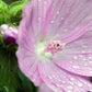 Bio Moschus-Malve (Malva moschata) - Topfpflanze