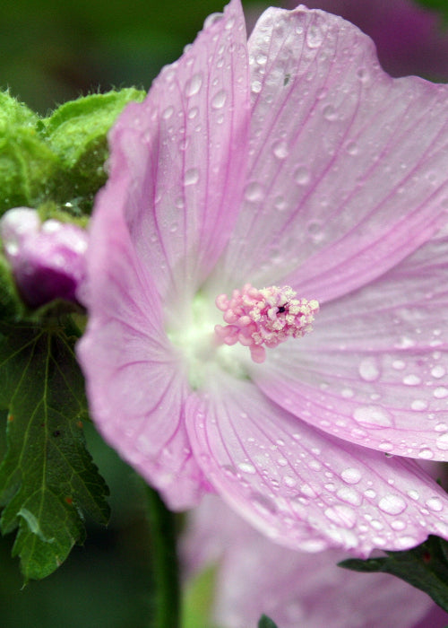 Bio Moschus-Malve (Malva moschata) - Topfpflanze