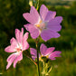 Bio Moschus-Malve (Malva moschata) - Topfpflanze