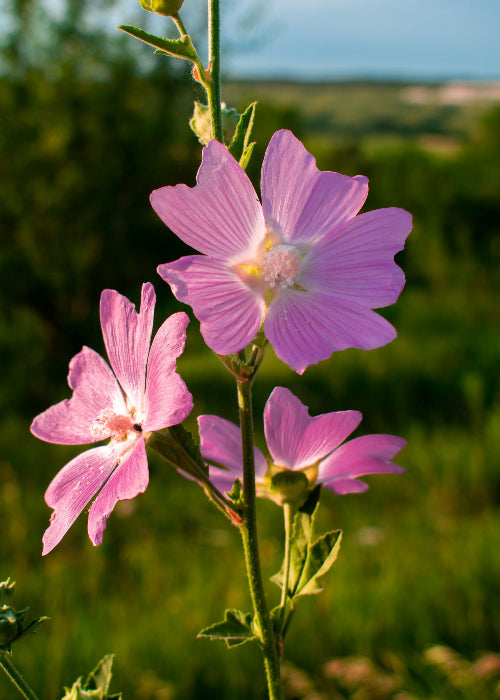 Bio Moschus-Malve (Malva moschata) - Topfpflanze