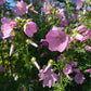 Bio Moschus-Malve (Malva moschata) - Topfpflanze