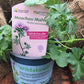 Bio Moschus-Malve (Malva moschata) - Topfpflanze