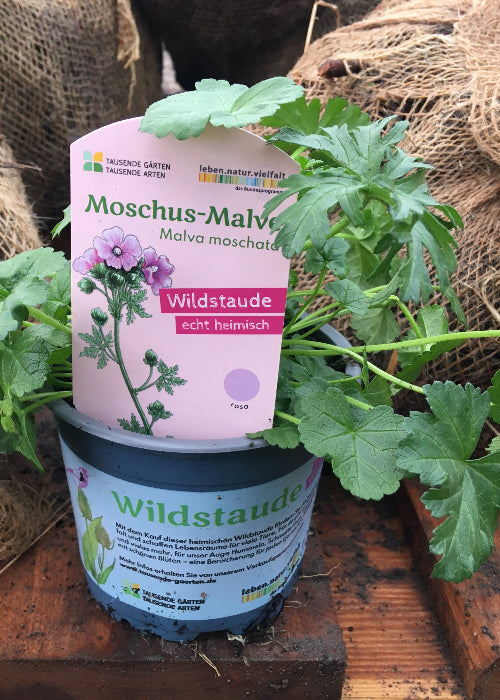 Bio Moschus-Malve (Malva moschata) - Topfpflanze
