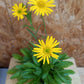 Bio Ochsenauge (Buphthalmum salicifolium) - Topfpflanze