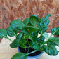 Bio Rosetten Pak Choi 'Tatsoi' (Brassica rapa var. rosularis) - Topfpflanze