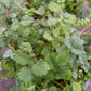 Bio Pimpinelle (Pimpinella sanquisorba minor) - Topfpflanze