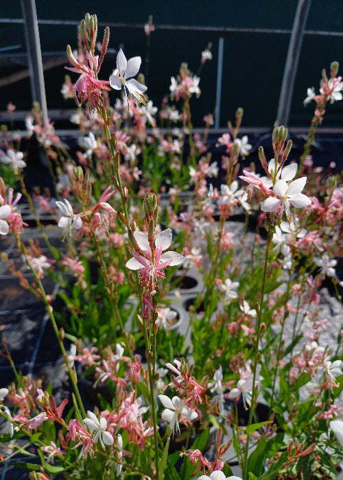 Bio Prachtkerze (Gaura lindheimeri) - Topfpflanze