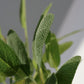 Bio Salbei (Salvia officinalis) - Topfpflanze