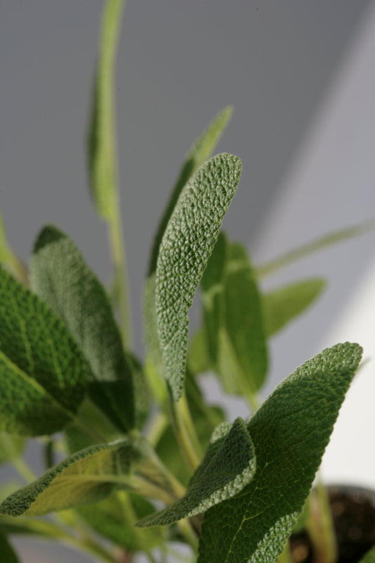 Bio Salbei (Salvia officinalis) - Topfpflanze