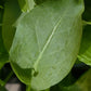 Bio Sauerampfer (Rumex x acetosa) - Topfpflanze