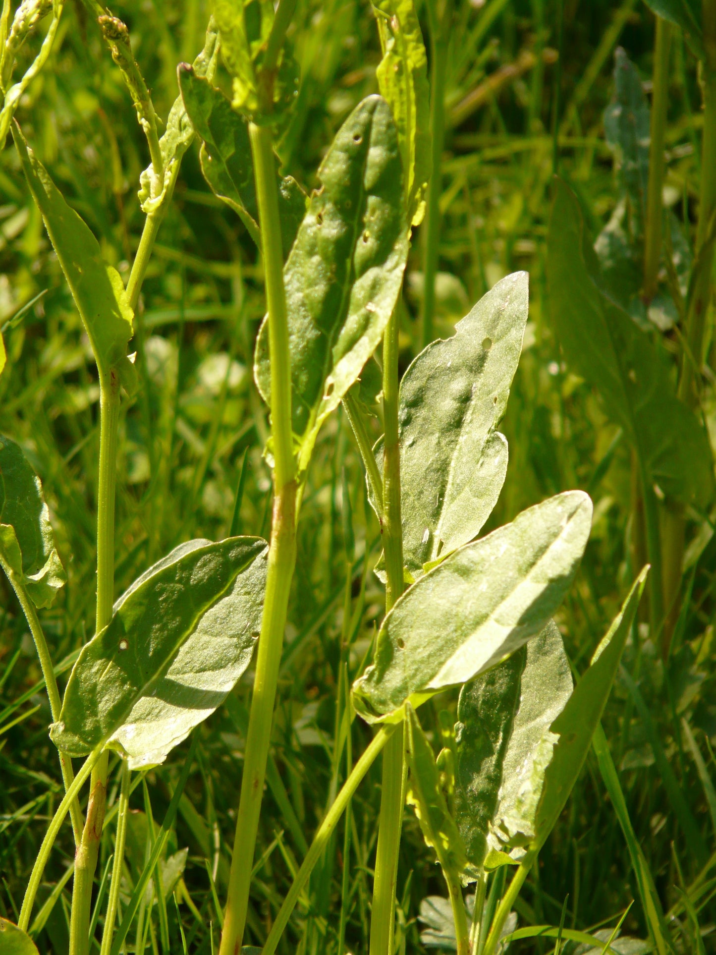 Bio Sauerampfer (Rumex x acetosa) - Topfpflanze