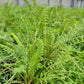 Bio Schafgarbe (Achillea millefolium) - Topfpflanze
