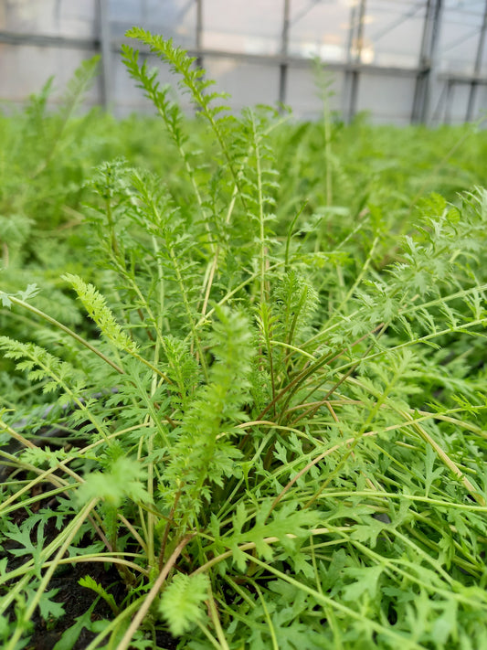 Bio Schafgarbe (Achillea millefolium) - Topfpflanze