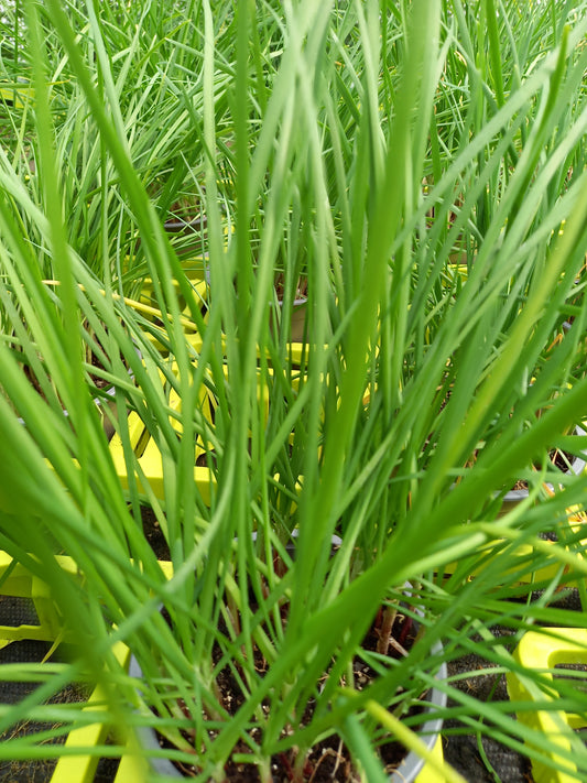 Bio Schnittknoblauch (Allium tuberosum) - Topfpflanze