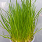 Bio Schnittlauch (Allium schoenoprasum) - Topfpflanze