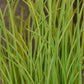 Bio Schnittlauch (Allium schoenoprasum) - Topfpflanze
