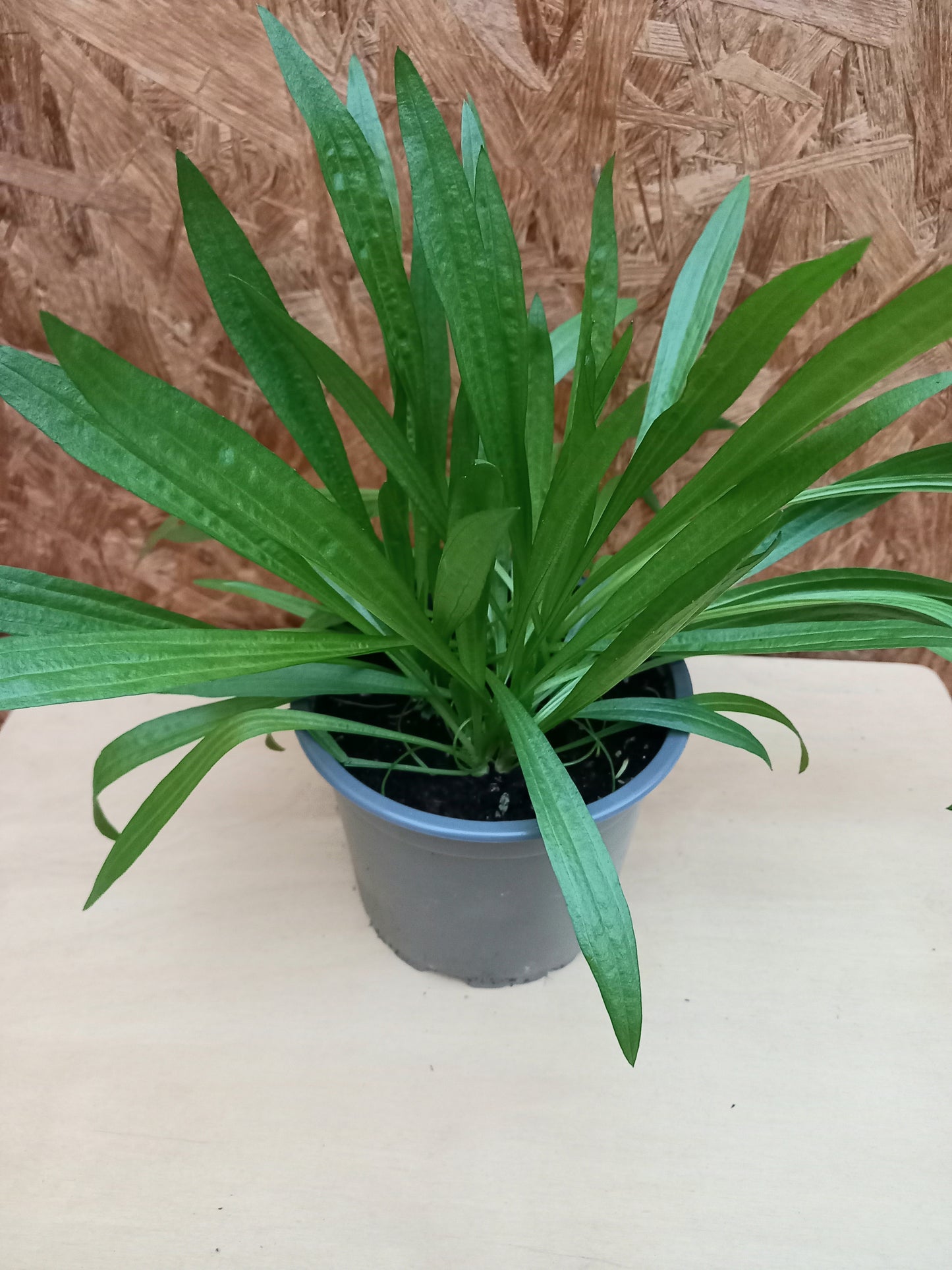 Bio Spitzwegerich (Plantago lanceolata) - Topfpflanze