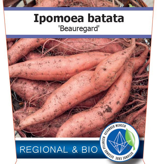 Bio Ipomoea batatas 'Beauregard' (Ipomoea batatas) – Topfpflanze, Versand ab KW17