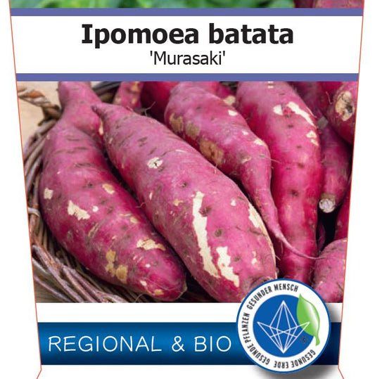 Bio Ipomoea batatas 'Murasaki' (Ipomoea batatas) – Topfpflanze, Versand ab KW17