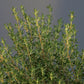 Bio Thymian (Thymus vulgaris) - Topfpflanze