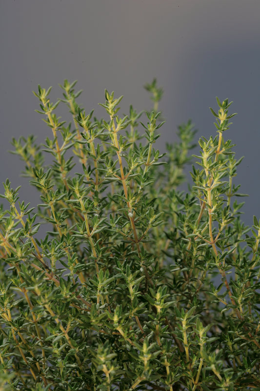 Bio Thymian (Thymus vulgaris) - Topfpflanze