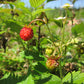 Bio Erdbeere / Walderdbeere (Fragaria Vesca) - Topfpflanze