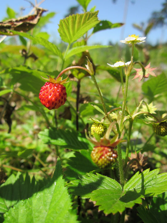 Bio Erdbeere / Walderdbeere (Fragaria Vesca) - Topfpflanze